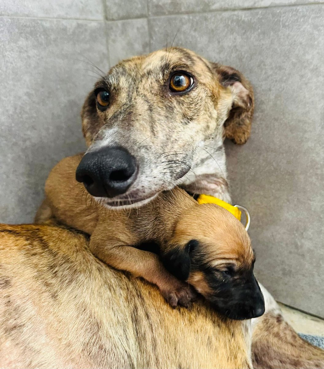 Galgos del Sol tweet media