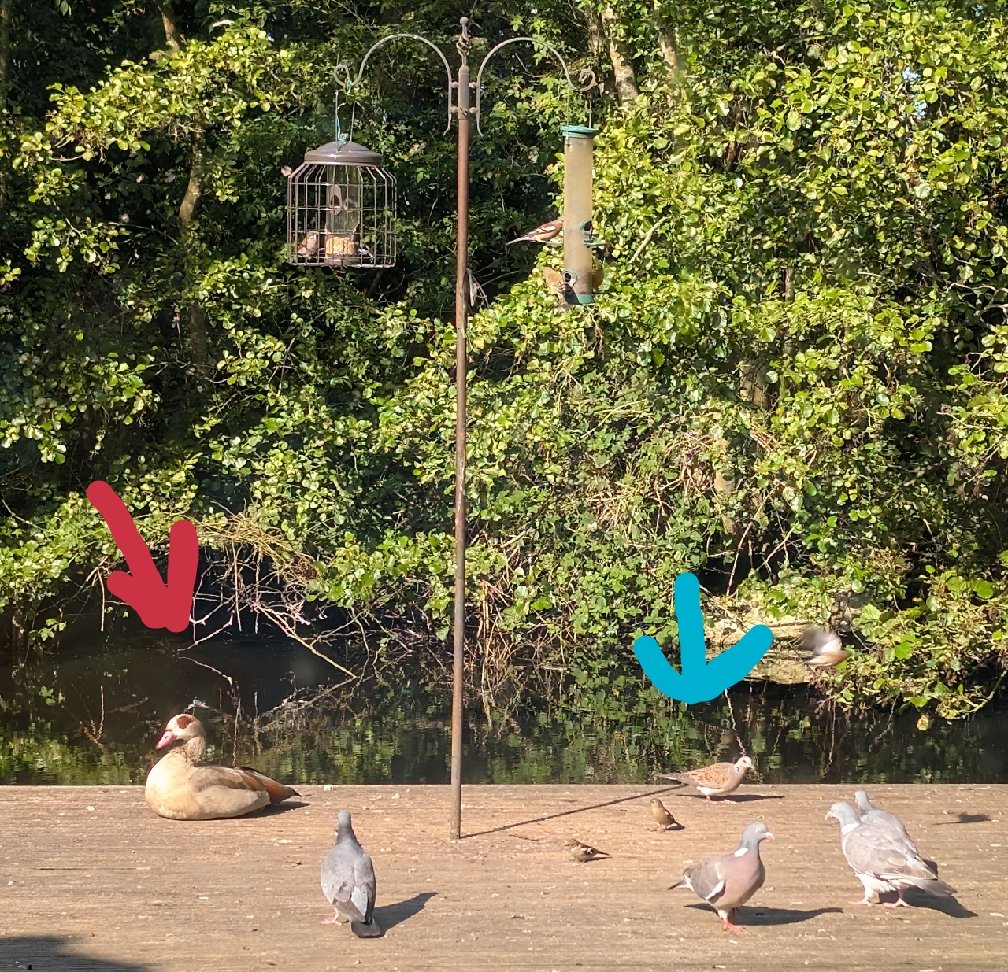 We have some interesting visitors under our bird feeders.....
❤️ Egyptian goose 
🩵 Turtle doves
#btposse