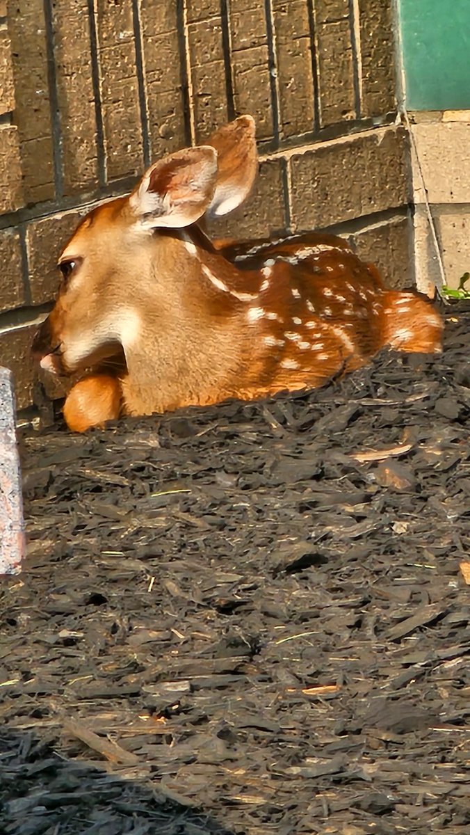 Summer break started <a href="/NKCSchools/">NKC Schools</a>, but these 22 students, are getting coached up on their Math skills at Math Boot Camp, hosted  <a href="/MCCKansasCity/">MCC Kansas City</a> these dedicated students are working hard to qualify for the ECA! Plus, a little deer hanging out on campus!