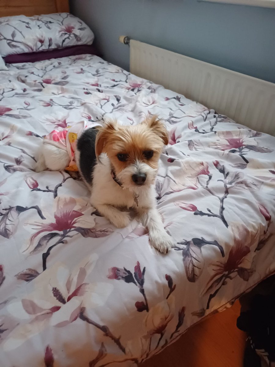 Her name was Millie and we had her a day and night she wasn’t as happy to see us as we were to have a dog back in the house but she did sit on the bed just so she could look out the window