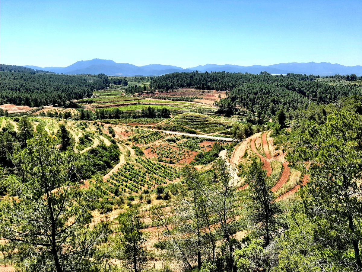 Michael Collins (@7mikecollins6) on Twitter photo Spectacular view tasting al fresco with Angela at Bodegas Coca I Fito, #Montsant #Priorat Great wines and a very helpful host. Thanks again to <a href="/priorathotel/">Priorat Aparthotel, Falset, Tarragona,Spain</a> for arranging <a href="/Blinderswine/">MonthlyBlinders Wine</a> <a href="/philipnolan1/">Philip Nolan</a> Spectacular view tasting al fresco with Angela at Bodegas Coca I Fito, #Montsant #Priorat Great wines and a very helpful host. Thanks again to <a href="/priorathotel/">Priorat Aparthotel, Falset, Tarragona,Spain</a> for arranging <a href="/Blinderswine/">MonthlyBlinders Wine</a> <a href="/philipnolan1/">Philip Nolan</a>