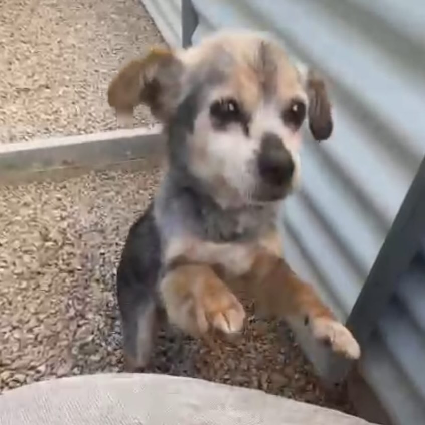 #Murcia
Contacto; solo WhatsApp 669 83 92 03 Mar

Esta chiquitina tiene ¡15 años!, y ahora, no pueden tenerla en casa, por lo que está en residencia.

Se busca con urgencia un hogar, para la pequeña

Está en Archena