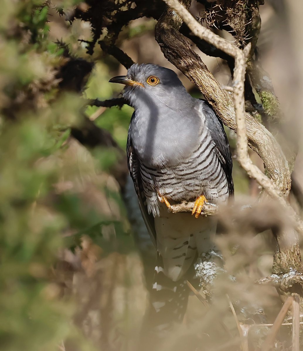 Steve Sanderson (@stevesando1) on Twitter photo Male Cuckoo skulking in the gorse. Bodmin moor.
<a href="/CBWPS1/">Cornwall Birds</a> #NaturePhotography #birds #birding #birdphotography #Springwatch #NatureLovers #wildlifephotography Male Cuckoo skulking in the gorse. Bodmin moor.
<a href="/CBWPS1/">Cornwall Birds</a> #NaturePhotography #birds #birding #birdphotography #Springwatch #NatureLovers #wildlifephotography