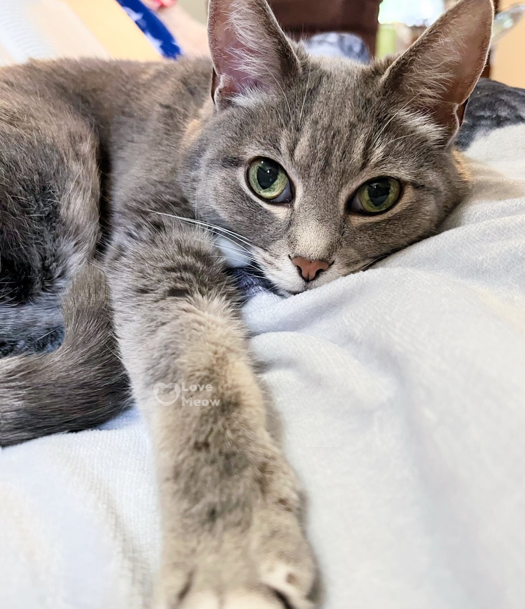 All you need is love and the approval of a cat.

😍: Lucy