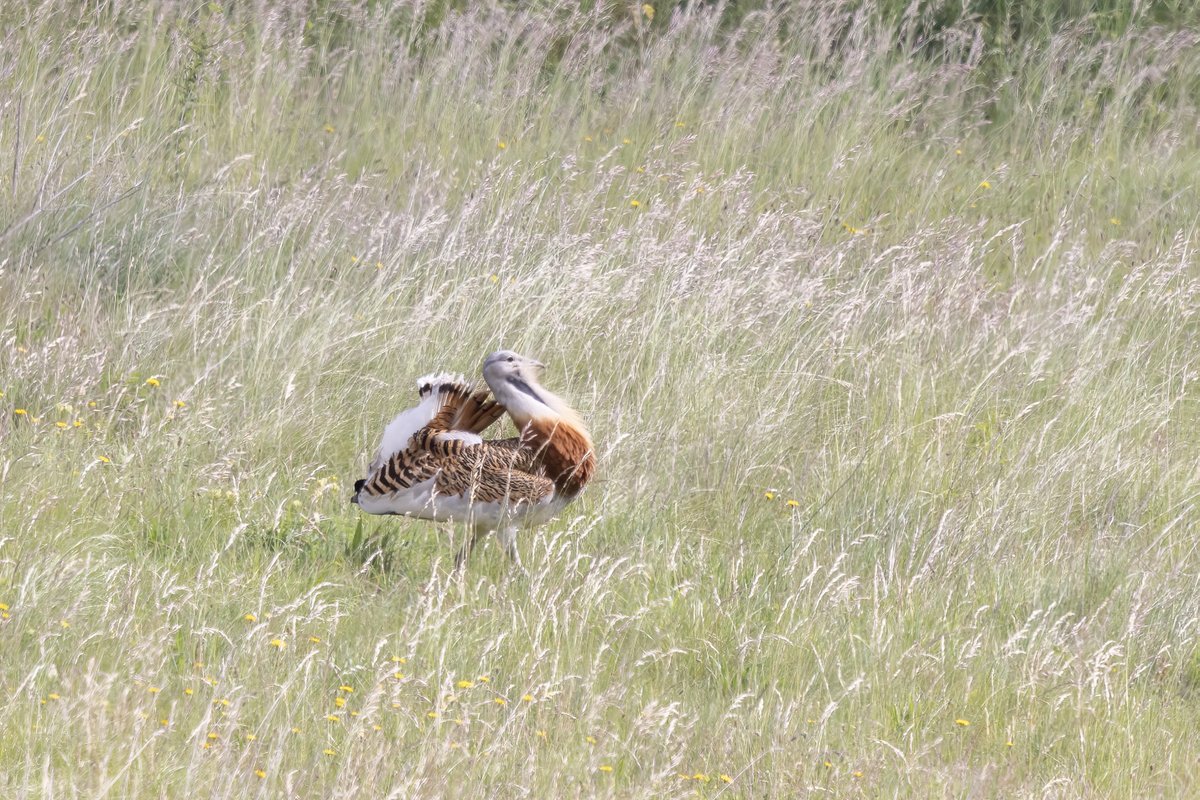 Great Bustard displaying in Wiltshire, reintroduction project #greatbustardgroup #birdphotography #BirdsOfTwitter #birdwatching #BBCWildlifePOTD #nature #NaturePhotography #wildlifephotography #wildlife #TwitterNatureCommunity #twitterbirds #BirdTwitter #naturelovers