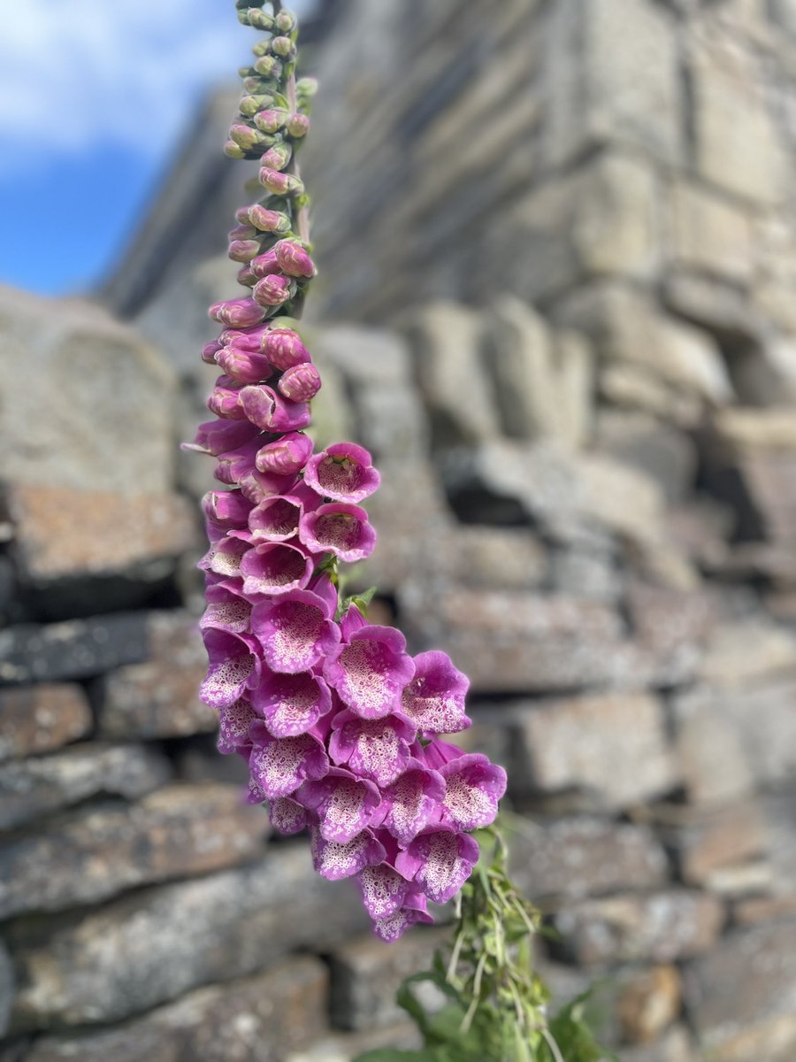 Lovely evening for a #gurn 7 weeks until the #summerhols #foxgloves <a href="/UKRunChat/">UKRunChat</a> <a href="/TeachersRunClub/">TeachersRunClub</a>