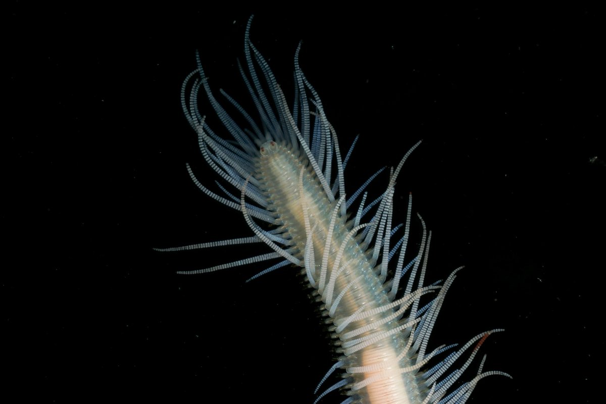 HakaiInstitute's tweet image. The Hakai Institute is a leader in DNA barcoding for marine life. Through bioblitzes and collaborations, Hakai Institute scientists have contributed thousands of new DNA sequences to the Barcode of Life Database (BOLD). Learn more 🔗 tinyurl.com/4ffnaece