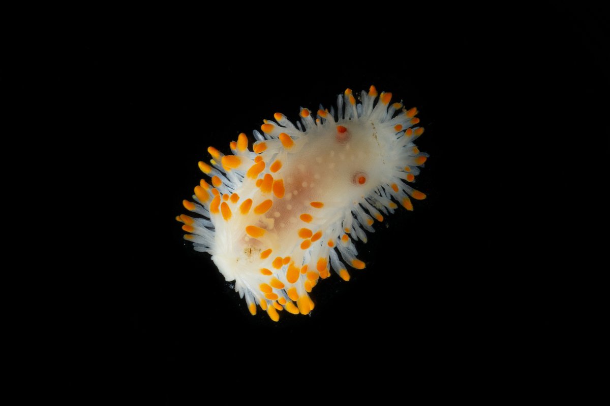HakaiInstitute's tweet image. The Hakai Institute is a leader in DNA barcoding for marine life. Through bioblitzes and collaborations, Hakai Institute scientists have contributed thousands of new DNA sequences to the Barcode of Life Database (BOLD). Learn more 🔗 tinyurl.com/4ffnaece