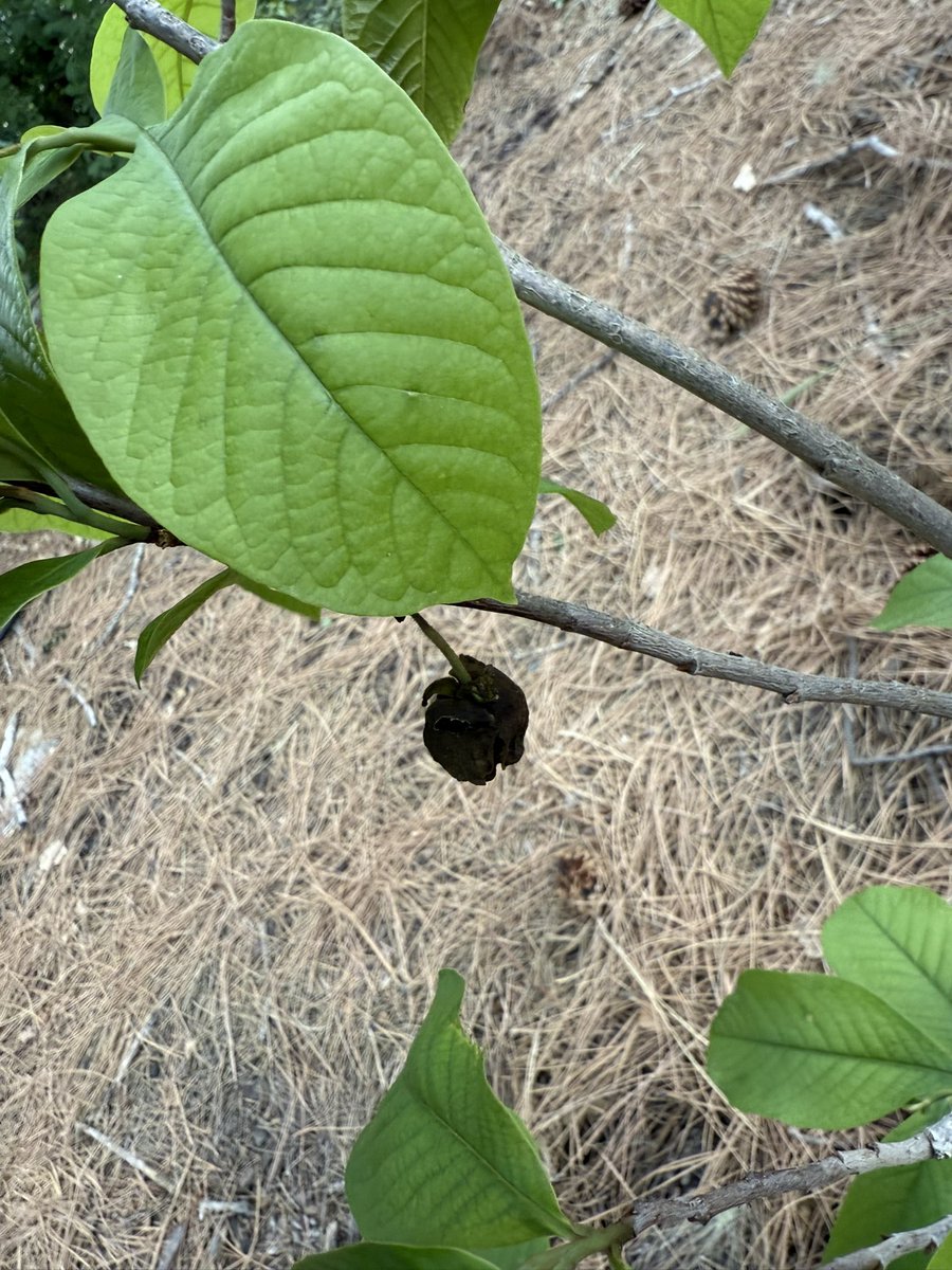 Fortapachefun's tweet image. Paw paw blossom, it didn’t last unfortunately.