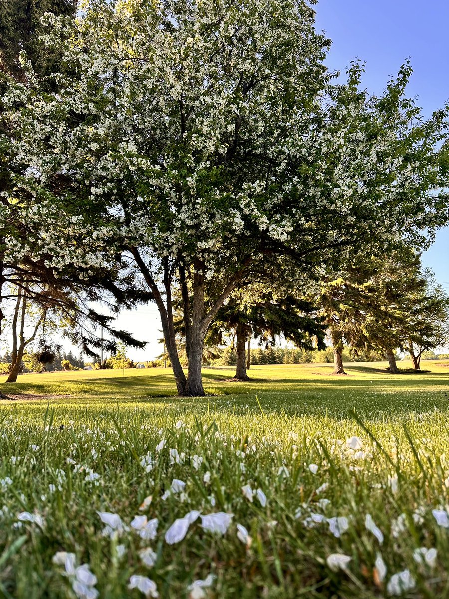 Enough with the wind already! 
Loving the blossoms on our ornamental crab tree until they get blown into the next county.