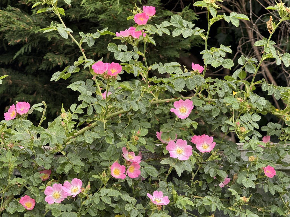 Little_Dale_WLG's tweet photo. Just over 4 weeks until our open garden weekend for @LeicsNGS on 5th &amp; 6th July 🌱🌻🌼🪻🪷🐝🦋
https://t.co/1usFYmql9P... https://t.co/W53CdyZtB6