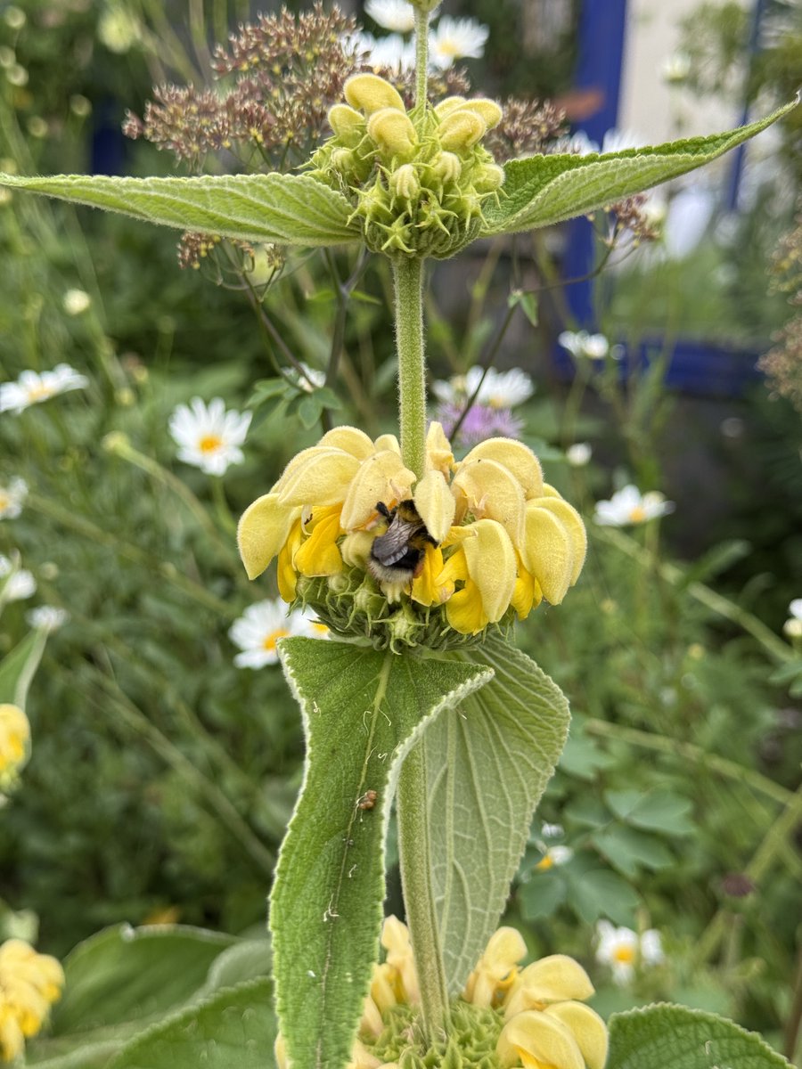 Little_Dale_WLG's tweet photo. Just over 4 weeks until our open garden weekend for @LeicsNGS on 5th &amp; 6th July 🌱🌻🌼🪻🪷🐝🦋
https://t.co/1usFYmql9P... https://t.co/W53CdyZtB6