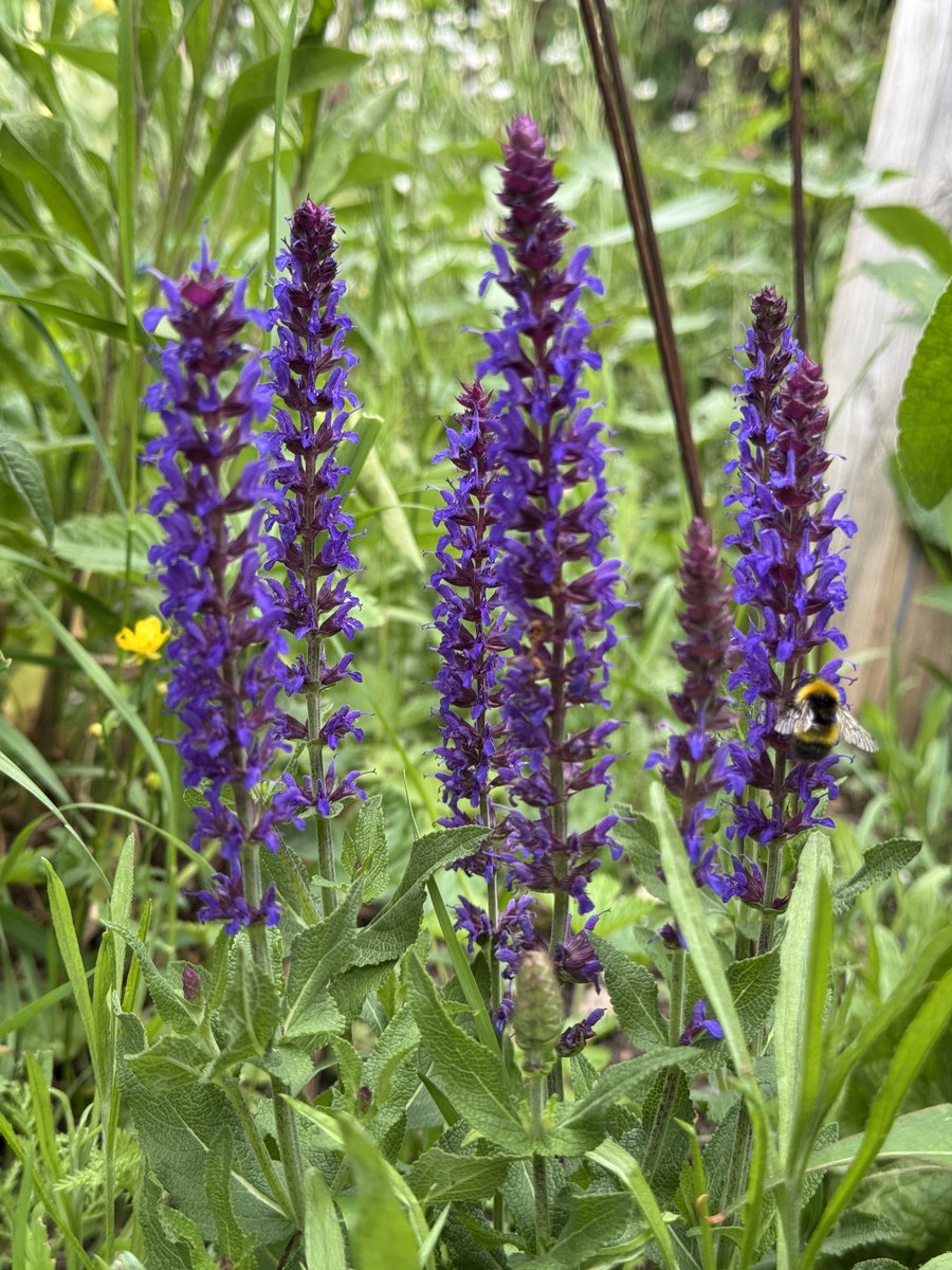 Little_Dale_WLG's tweet photo. Just over 4 weeks until our open garden weekend for @LeicsNGS on 5th &amp; 6th July 🌱🌻🌼🪻🪷🐝🦋
https://t.co/1usFYmql9P... https://t.co/W53CdyZtB6