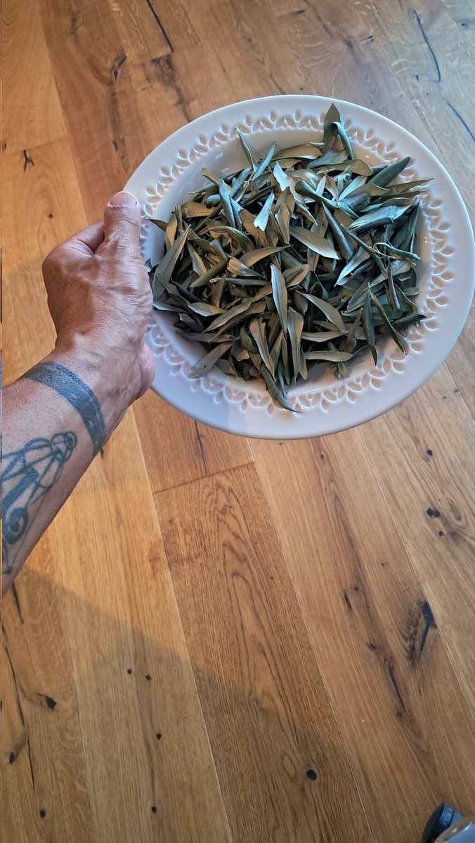 ♈️Bu hanımefendi 800-1000 yaş civarında.
Hala bize bakıyor, bizimle ilgileniyor.
Elbette ki kendisinin hastasıyız.
Arada zeytinlerinden ve yapraklarından almaya uğrarım.
Bu tür anıt ağaçlar binlerce yıldır depremlere, kuraklıklara, fırtınalara, kavurucu günlere dayanmışlar
(1)