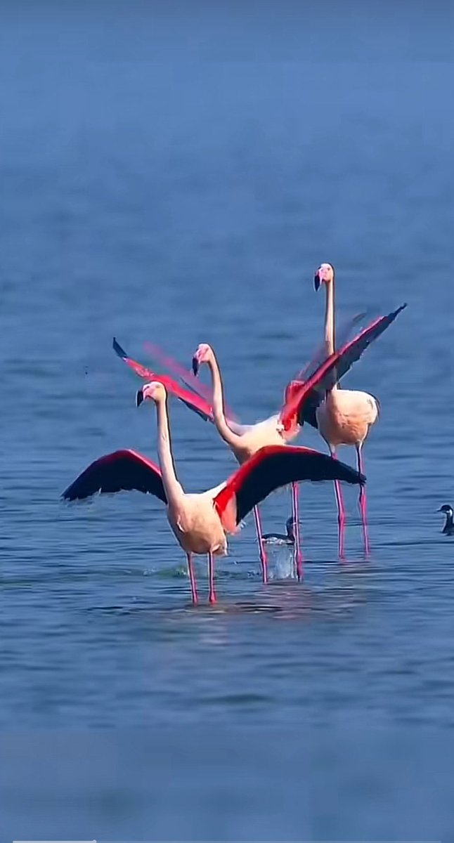 <a href="/barbpatout/">Barbara Landry</a> Good afternoon Barbara 🦚🏝️🌲