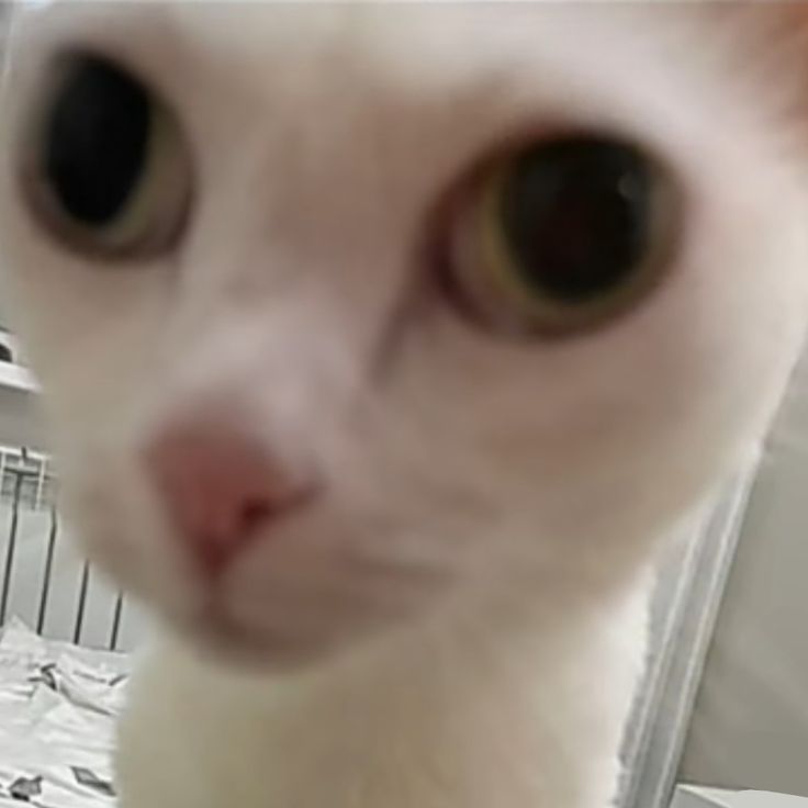 minchan (@ccminchan) on Twitter photo 