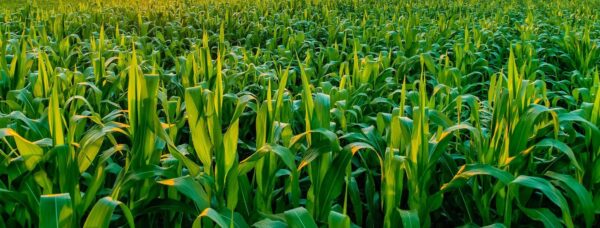 Indiana corn farmers: we need your input!
ICGA is working to modernize the Corn Checkoff law to increase farmer accessibility to Board elections, strengthen board eligibility and accountability, and better reflect today’s economic realities. Respond here: bit.ly/INCornLaw