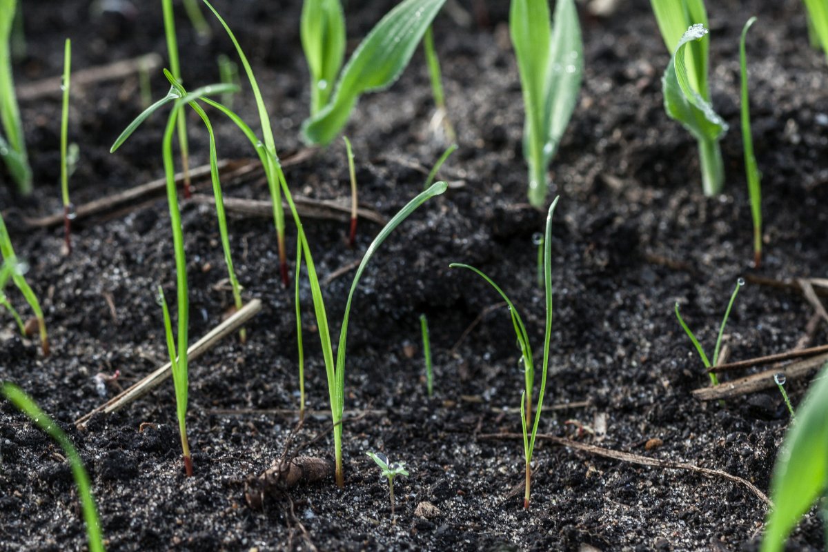 Crop Market Update

When I last wrote, President Trump was giving a 90-day reprieve to his tariffs, which last week were deemed illegal by the US Courts of International Trade, only to be temporarily reinstated just 2 days later. Read more: bit.ly/CropMarket