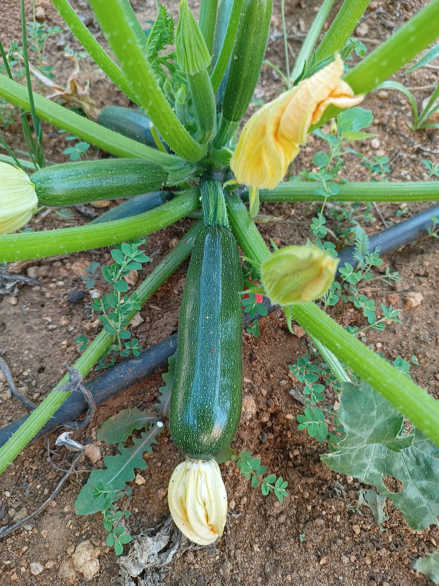 Empiezan a salir los primeros calabacines en #ElHuertoDeSara
Parece que la nueva zona de cultivo les gusta. Fue primero cultivada con habas que abonaron el terreno y después brócolis que eliminaron patógenos