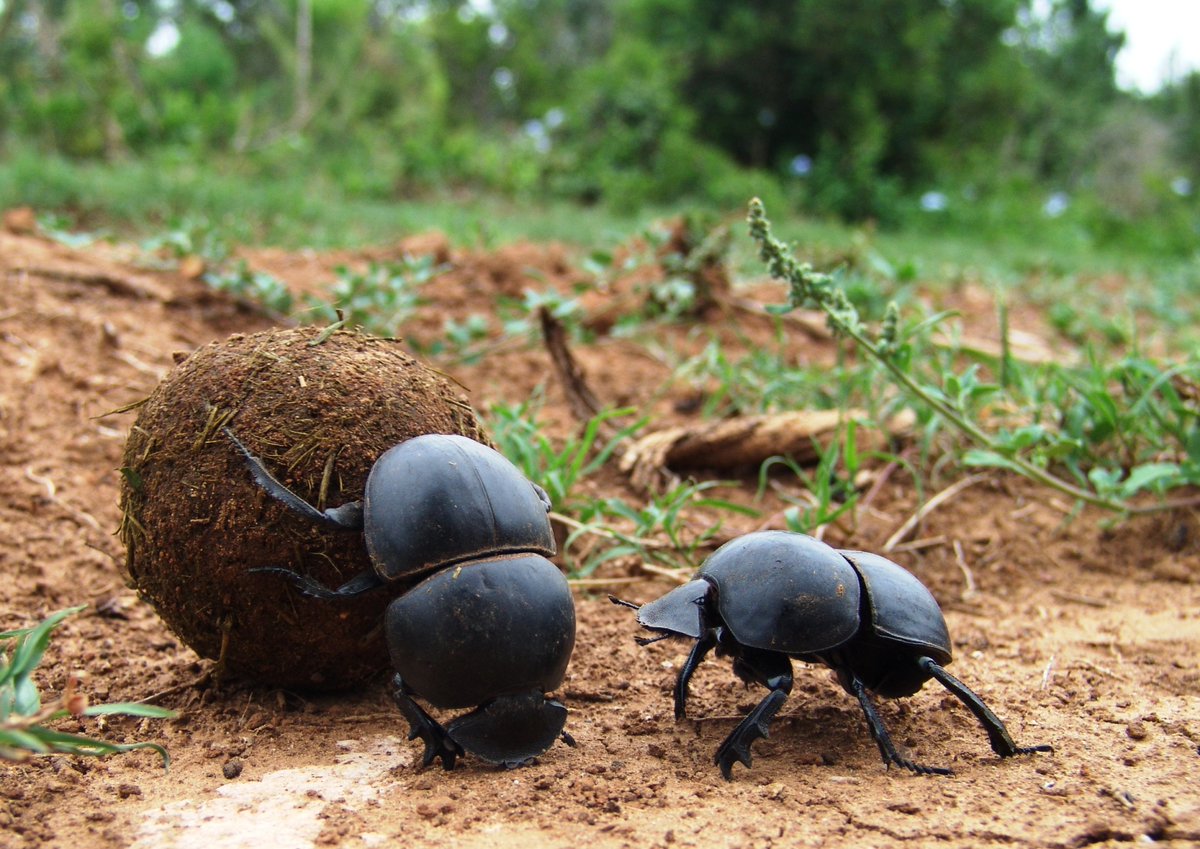 When Addo Elephant National Park was proclaimed in 1931, only 11 elephants remained due to overhunting. What many don’t know is that the park also protects a rare flightless dung beetle – Circellium bacchus – which relies entirely on elephant dung for survival.