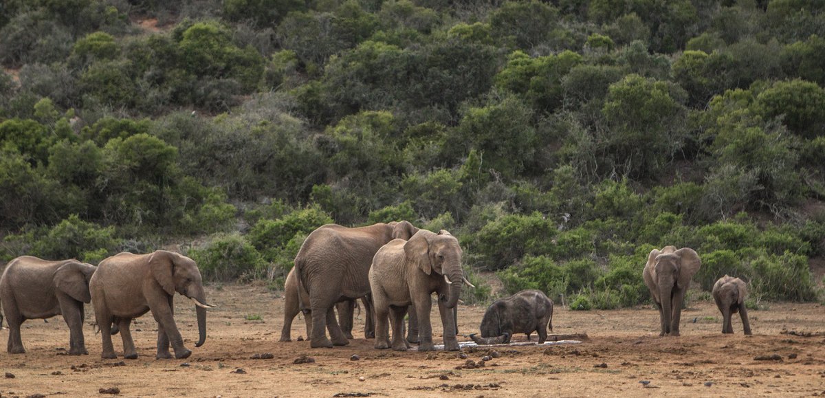 Today, Addo is the only park in the world that conserves the Big 7 – elephant, rhino, lion, buffalo, leopard, whale, and great white shark – thanks to its expansion to the Indian Ocean.