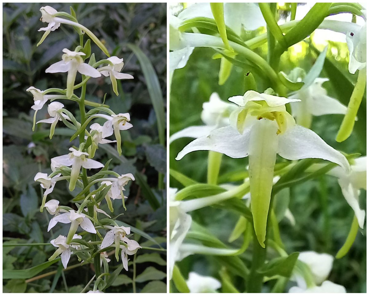 One of my local Platanthera chlorantha Greater Butterfly Orchids. Just caught them before going over