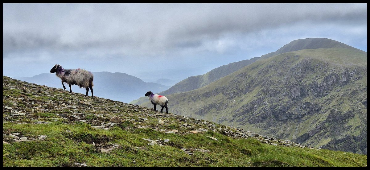 ATuathaigh's tweet photo. Mweelrea to Benn Lugmore hike. #Mayo #Ireland #hiking #Mountain https://t.co/yy134XETLY