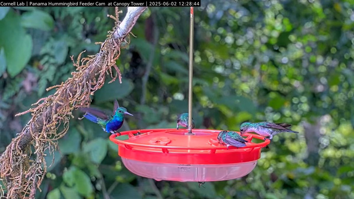 PanamaFeederCam's tweet photo. 12:28 6/2 A lovely male Violet-bellied Hummingbird on the left. https://t.co/20Q4Q9sHz7