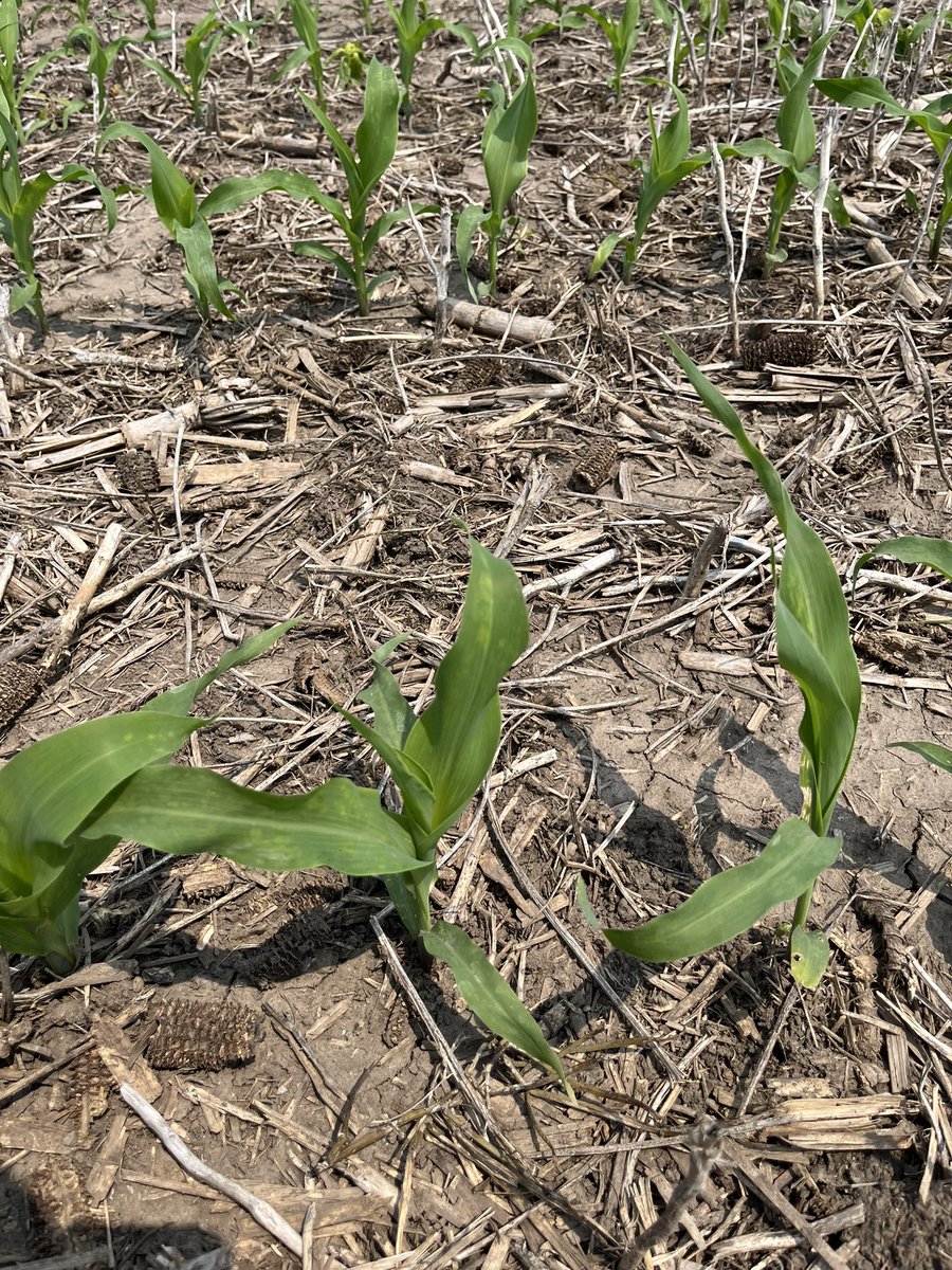 Cultivator on flat &amp; black April 29th vs No-Till 🌽 on the slopes May 13th. When applicable, it is possible to do both on the same operation folks! 😉

If planting gap was a month instead of 2 weeks I’d firmly say cultivator wins. More like a coin flip on how crop finishes now.