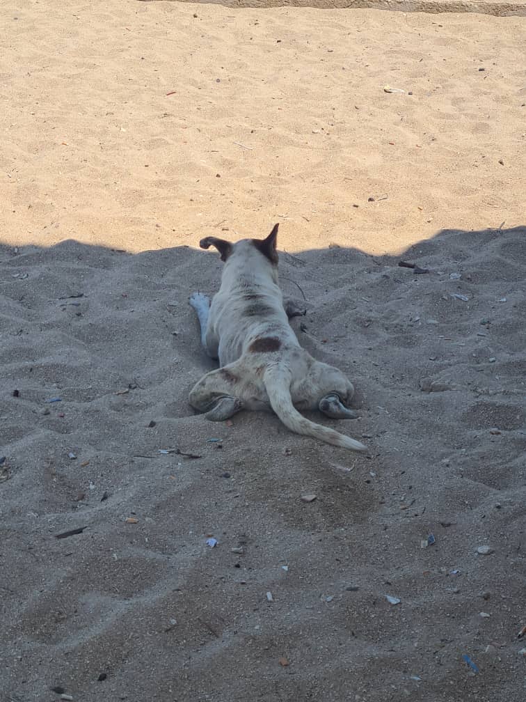 Que si etecsa, que si el transporte, que si los apagones, que si la caló...
Y yo aquí agustín enfriandome los webos