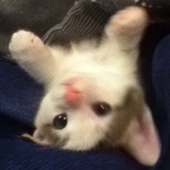 mentallycrazyy's tweet photo. Here are some cute kitties that I saw on pinterest! 🎀 https://t.co/7ObIHBzEcL