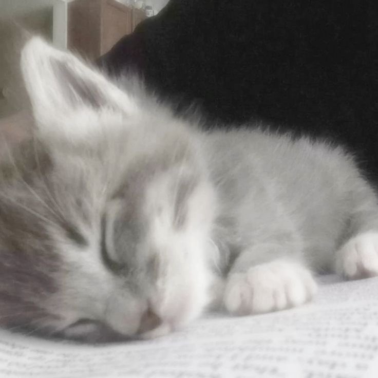 mentallycrazyy's tweet photo. Here are some cute kitties that I saw on pinterest! 🎀 https://t.co/7ObIHBzEcL