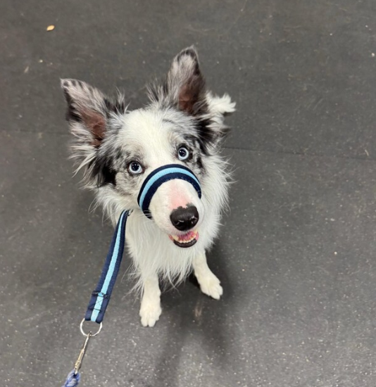 BoutiqueHowlers's tweet photo. https://t.co/MF2xcziEAB #uk #dogs #SmallBusiness #USA #europe #dogwalking #Canada #monday #Share #dogsoftwitter https://t.co/ktZxbPh8R4