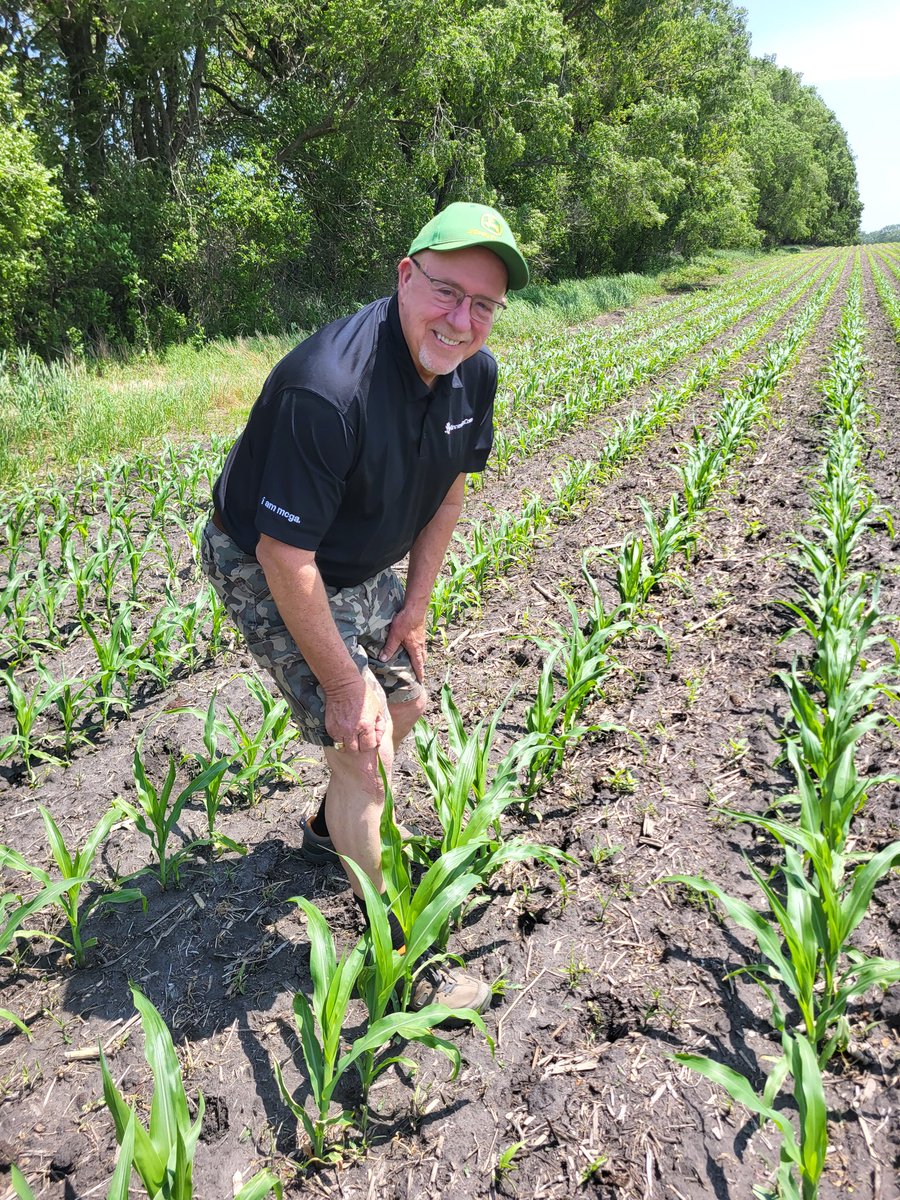 HaroldWolle's tweet photo. I'm stretching it, but it's knee high by the 4th of June! https://t.co/LqDIXQvWrO