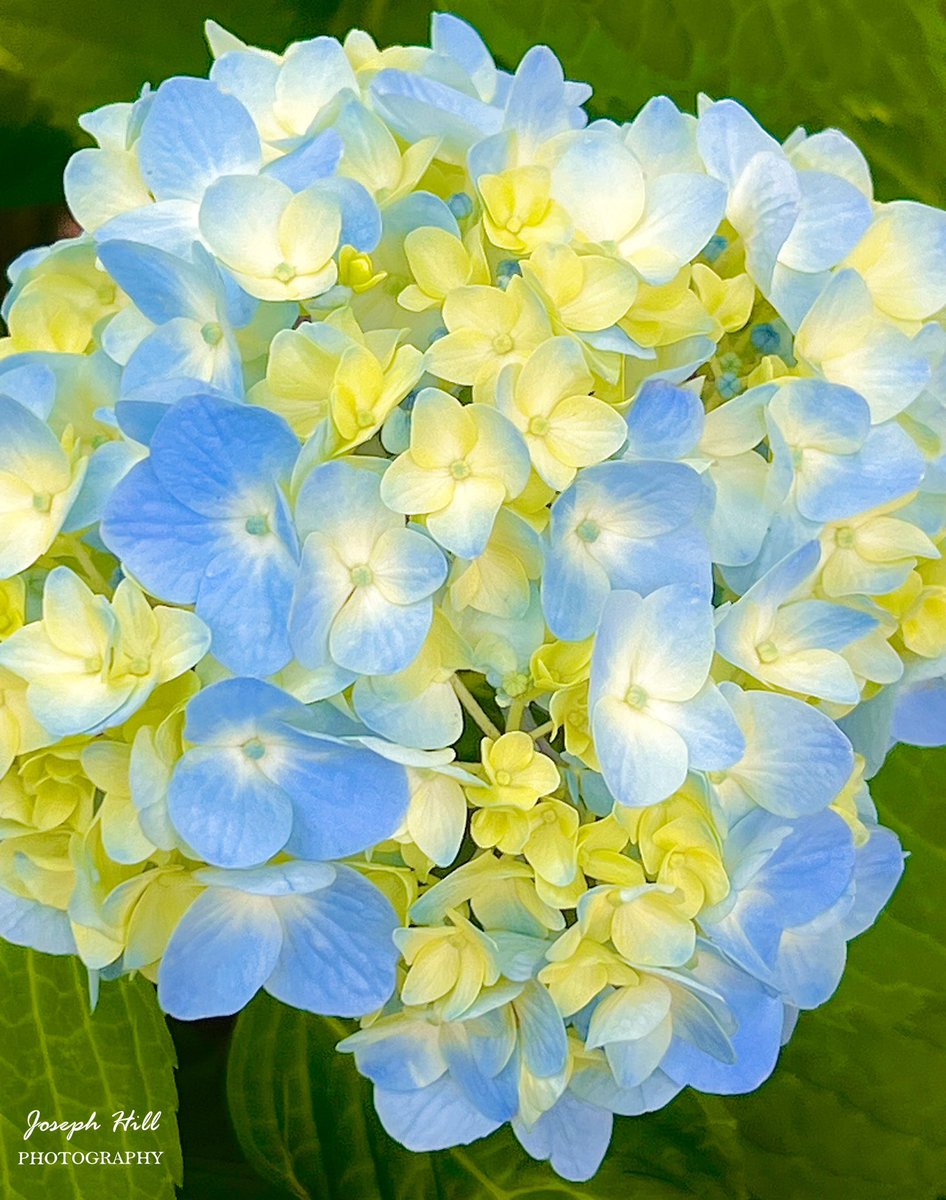 Hydrangea🌸
Photo By: Joseph Hill🙂📸🌸

#Hydrangea🌸 #plant #flower #nature #closeup #beautiful #colorful #Peaceful #summer #NaturePhotography #flowerphotography #SouthernPinesNC #June