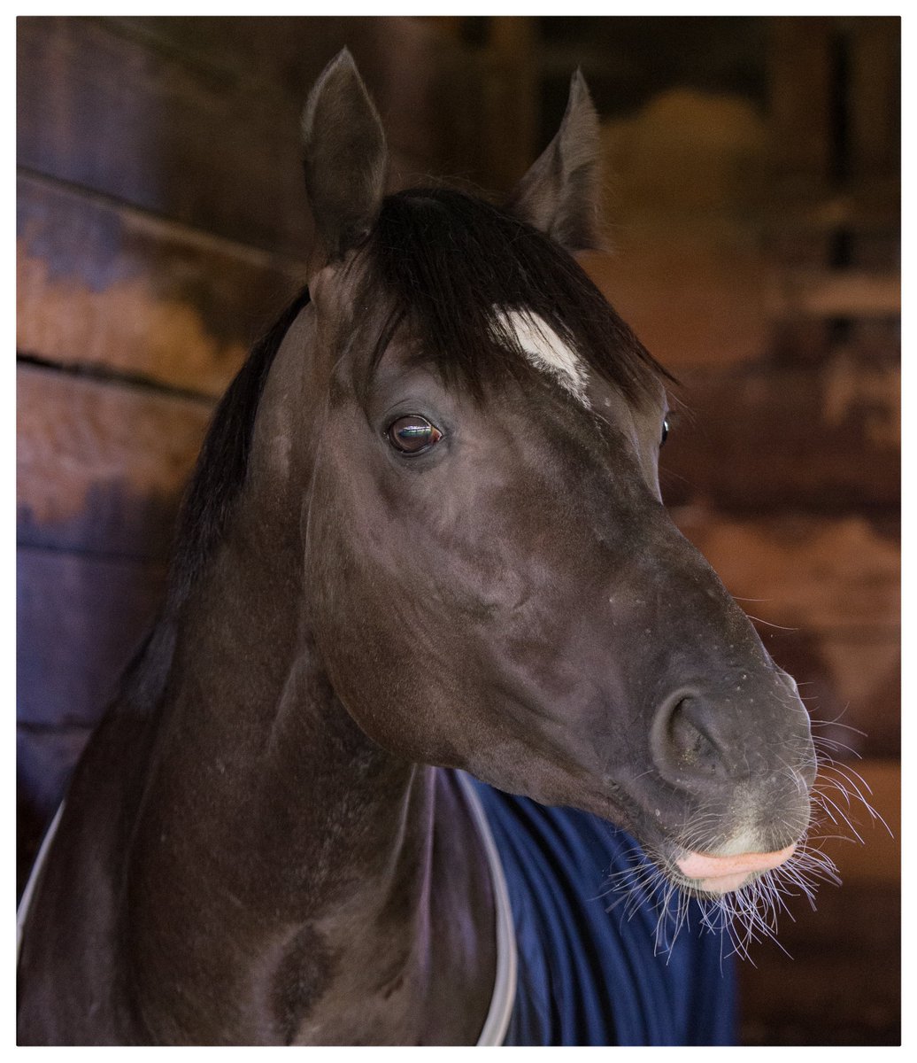 Belmont Stakes contender HEART OF HONOR this morning at Saratoga. He’s preparing to make his second American start after a fifth in the Preakness.