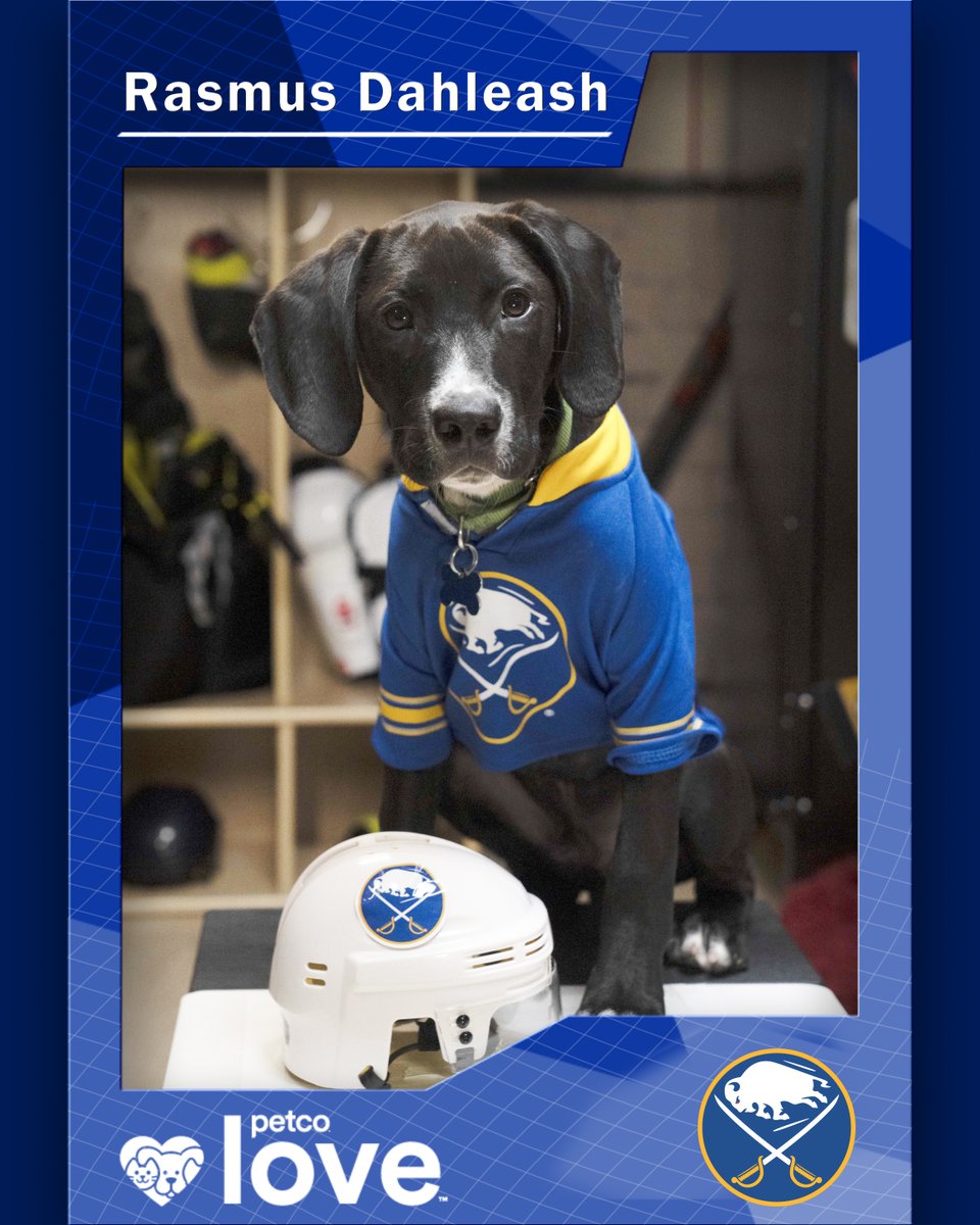 SabresPup's tweet image. Meet my friend, Rasmus Dahleash! 🥰

He’ll be representing the Sabres in the 2025 Stanley Pup, playing alongside 31 other adoptable rescue pups!

Tune in on June 6 and 8! More info and how to watch: bufsabres.co/456mJCK🐾