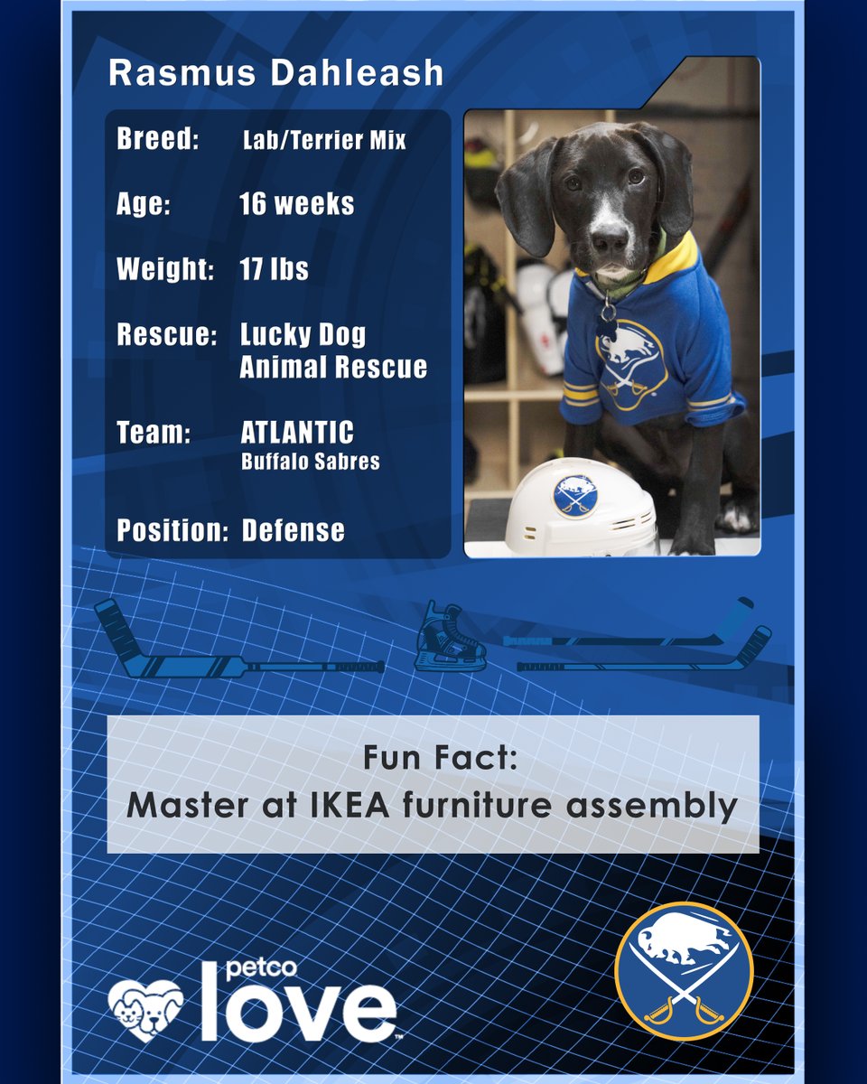 SabresPup's tweet image. Meet my friend, Rasmus Dahleash! 🥰

He’ll be representing the Sabres in the 2025 Stanley Pup, playing alongside 31 other adoptable rescue pups!

Tune in on June 6 and 8! More info and how to watch: bufsabres.co/456mJCK🐾