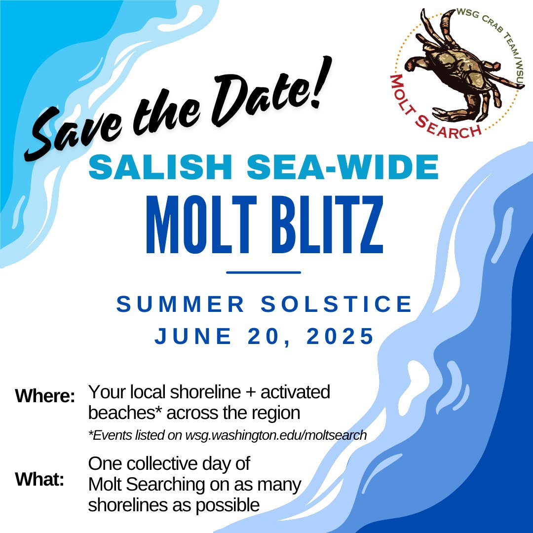 📅SAVE THE DATE! Join the Salish Sea-wide Molt Blitz on June 20 to contribute to the largest single-day dataset of crab molts collected in WA.

Want to join but not sure how? Join our season kickoff webinar June 4 or find a public training near you: bit.ly/3ZcrhE1🦀