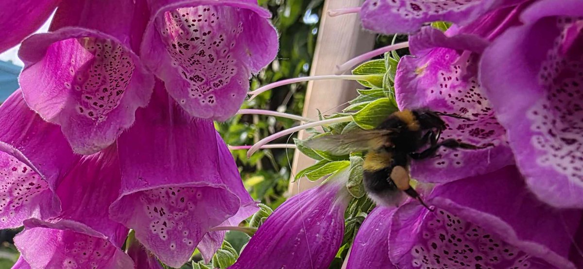 Love watching the bees work