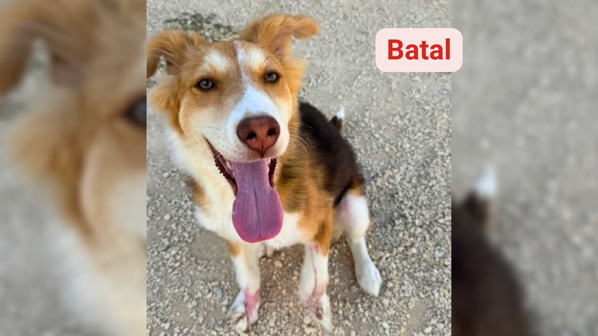 Network4Animals's tweet photo. Injured & paralyzed by car accidents in Jordan & left to die, Batal, Bulbul & Kastana had no hope until our partner, Al Rameh, saved their lives. Now, they are all happy, healthy & looking for their forever home. Your support makes this possible, thank you!
#NFAdogs #Jordan https://t.co/RruOkP7g3H
