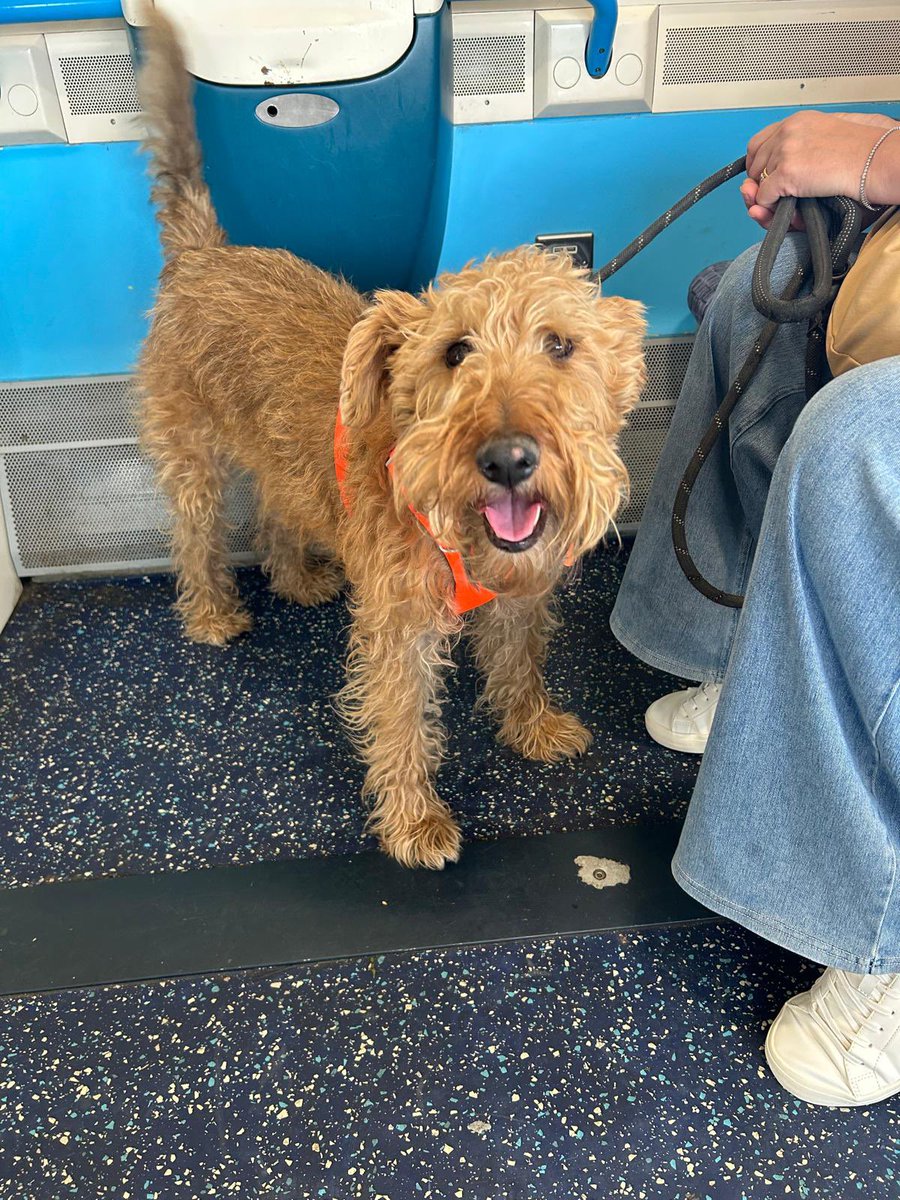 Went on some train rides today and some seaside walkies. Im now pooped. As I’ve got four legs I reckon my steps should be doubled. Apparently I’ve been a goodest boy #proudears