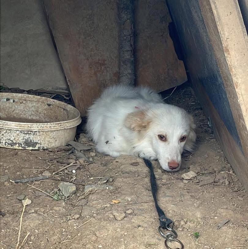 BEDENİNDEN BÜYÜK BİR ZİNCİRE BAĞLI BİR HAYAT 🥹 ÇOK ACİL ONU KURTARACAK MELEĞİNİ BEKLİYOR 

Ankara 
5331381878

Biliyorum hiç güzel günlerden geçmiyoruz tesadüfen karşıma çıkan 5-6 kilo bir köpüş ilanı kaldığı yerde titriyor korkuyor