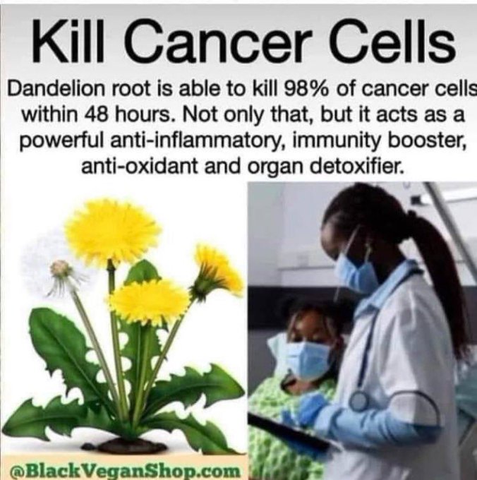 Why have they been lying to us about Dandelions?