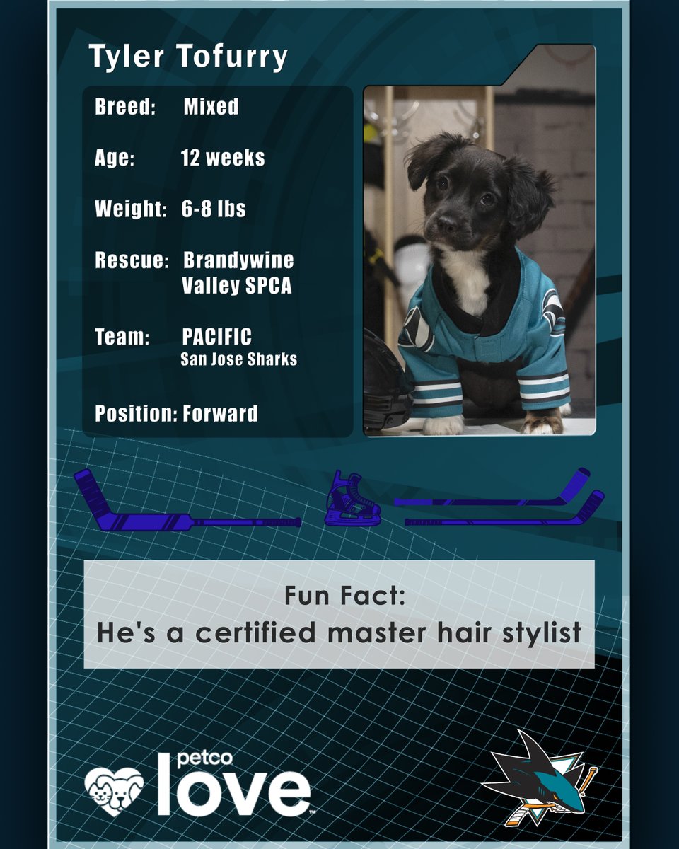 San Jose Sharks (@sanjosesharks) on Twitter photo Meet our new K9 bestie, Tyler Tofurry! 🐾
Cheer on him and his fellow adoptable rescue pups in the 2025 Stanley Pup competition!
📺 Watch on TruTV June 6 at 2:30 PM PT and on <a href="/NHLNetwork/">NHL Network</a> June 8 at 4 PM PT. Meet our new K9 bestie, Tyler Tofurry! 🐾
Cheer on him and his fellow adoptable rescue pups in the 2025 Stanley Pup competition!
📺 Watch on TruTV June 6 at 2:30 PM PT and on <a href="/NHLNetwork/">NHL Network</a> June 8 at 4 PM PT.