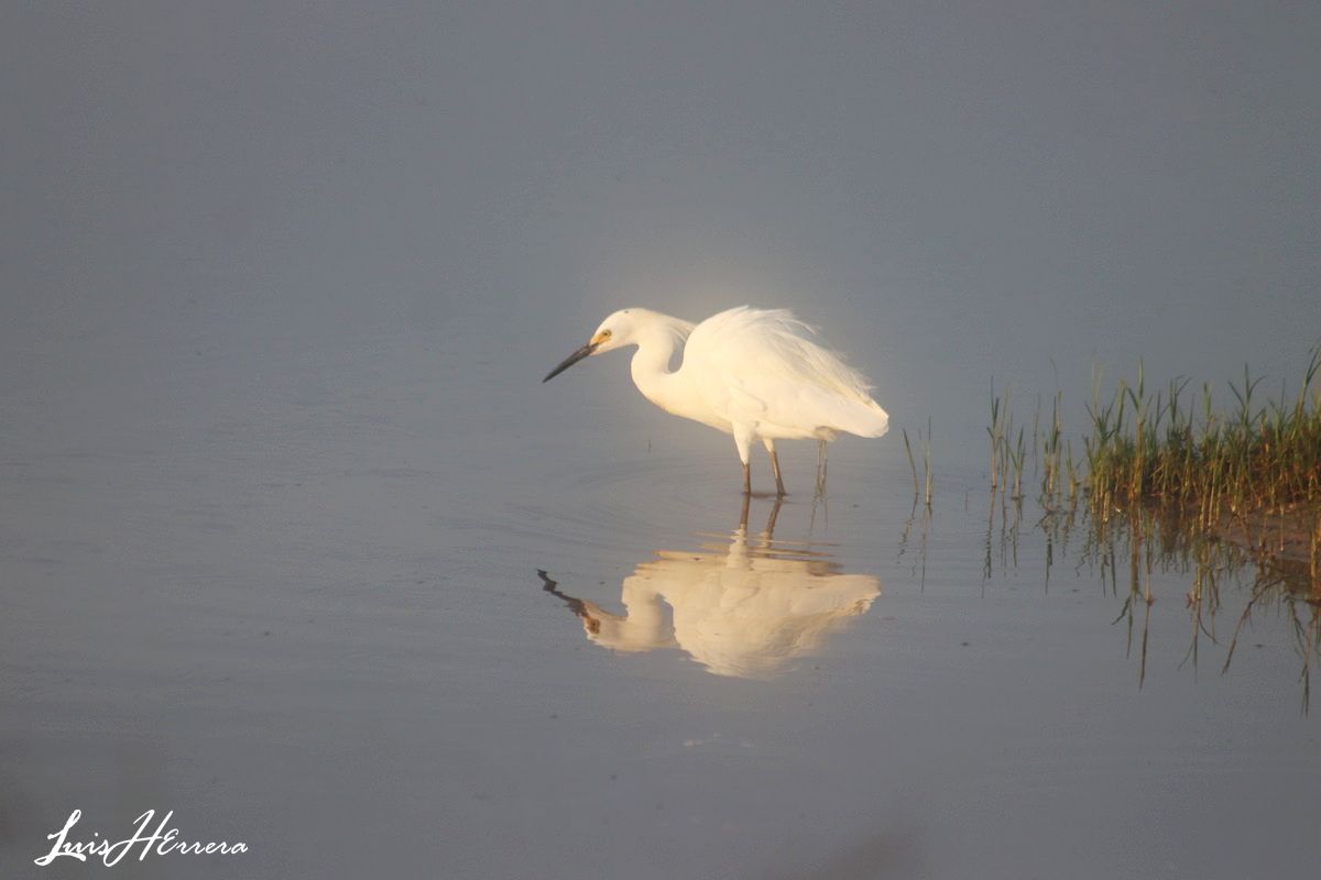 #FotoArtesGuajira. -Serie Reflejos-   Garza Blanca fotografiada en los humedales de las playas de Cangrejitos. <a href="/destacar/">ISABEL FERNANDEZ AR</a> <a href="/seguidores/">seguidores</a> <a href="/mincultura/">MinCultura Colombia</a> @fondomixto <a href="/MinAmbienteCo/">MinAmbiente Colombia</a> <a href="/AviturismoCol/">Aviturismo Colombia</a> <a href="/GBDColombia/">GlobalBigDayColombia</a> <a href="/CORPOGUAJIRA/">Corpoguajira</a> <a href="/JJLN0468/">Juan Jose Lopez Negrette</a> .