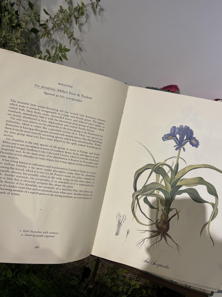 花は、やさしい暮らしの言葉🌸📚☕️