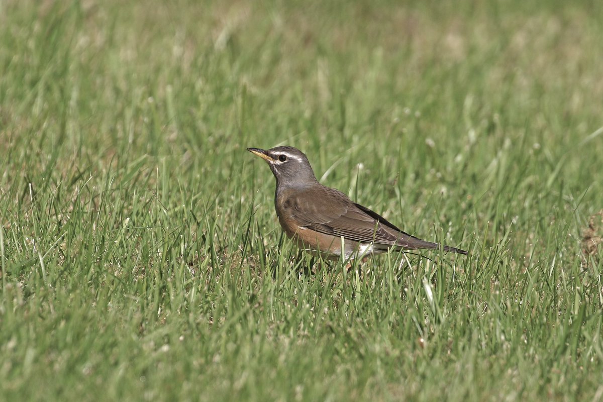 Adrian Kettle tweet media