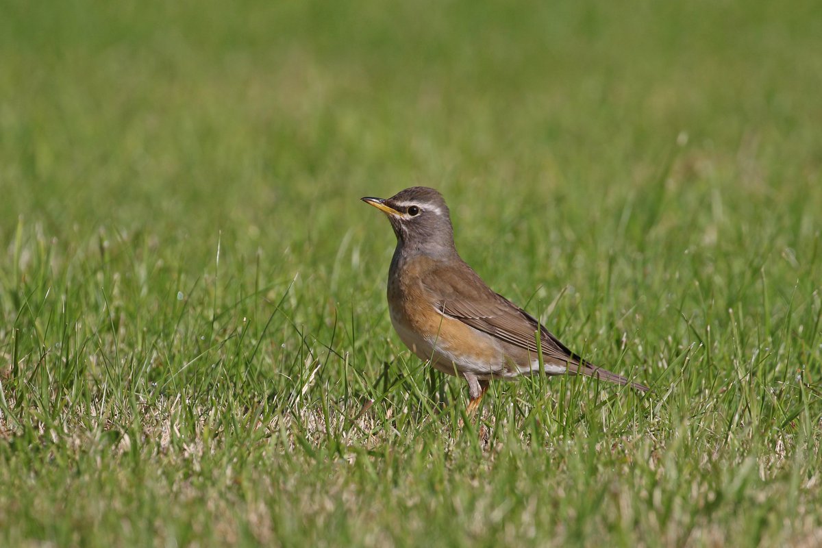 Adrian Kettle tweet media