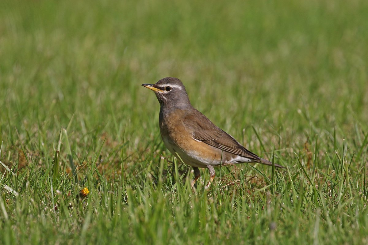 Adrian Kettle tweet media